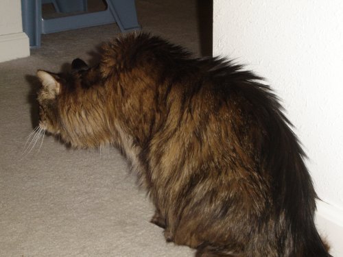newkitty01 Hobbes adopts a vulture stance as he sniffs the New Kitty.