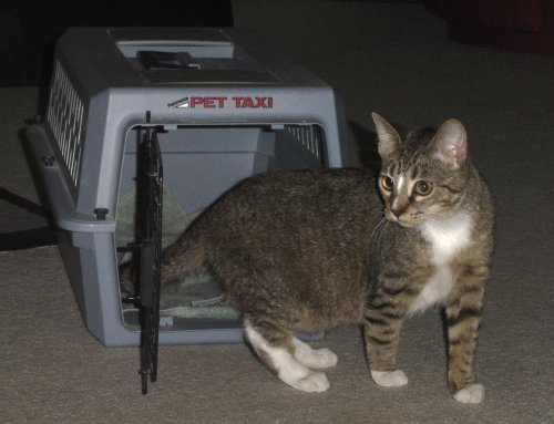 newkitty02 New Kitty emerges from the carrier for the first time.