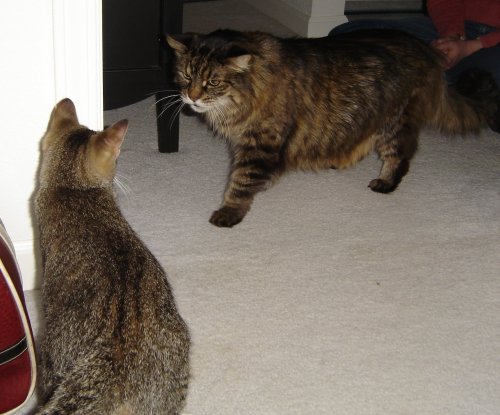 newkitty03 When Hairy met Sally.